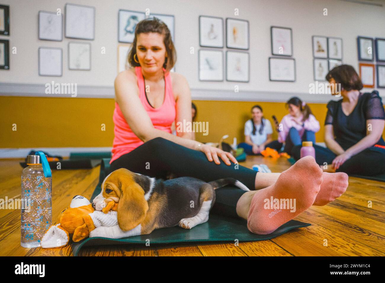 © PHOTOPQR/LE DAUPHINE/Jean-Baptiste BORNIER ; Vienne ; 06/04/2024 ; Vienne (Isère), le 6 avril 2024. Séance de puppy yoga. Une nouveauté qui a débarqué à Lyon il y a quelques semaines et qui permet aux participants de se détendre un peu Plus et aux chiots de se sociabiliser avant l'Adoption. TRÈS vite, les chiots envahissent la salle de yoga. Foto : Jean-Baptiste Bornier/le Dauphiné Libér Vienne, Francia, 7 aprile 2024 sessione di Puppy yoga. Una novità arrivata a Lione qualche settimana fa e che permette ai partecipanti di rilassarsi un po' di più e ai cuccioli di socializzare prima dell'adozione Foto Stock