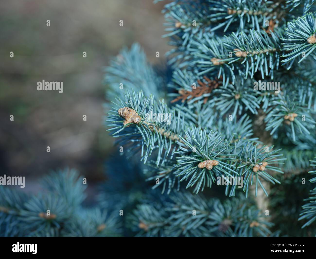 Un aby lasiocarpa compacta. Primo piano. Foto Stock