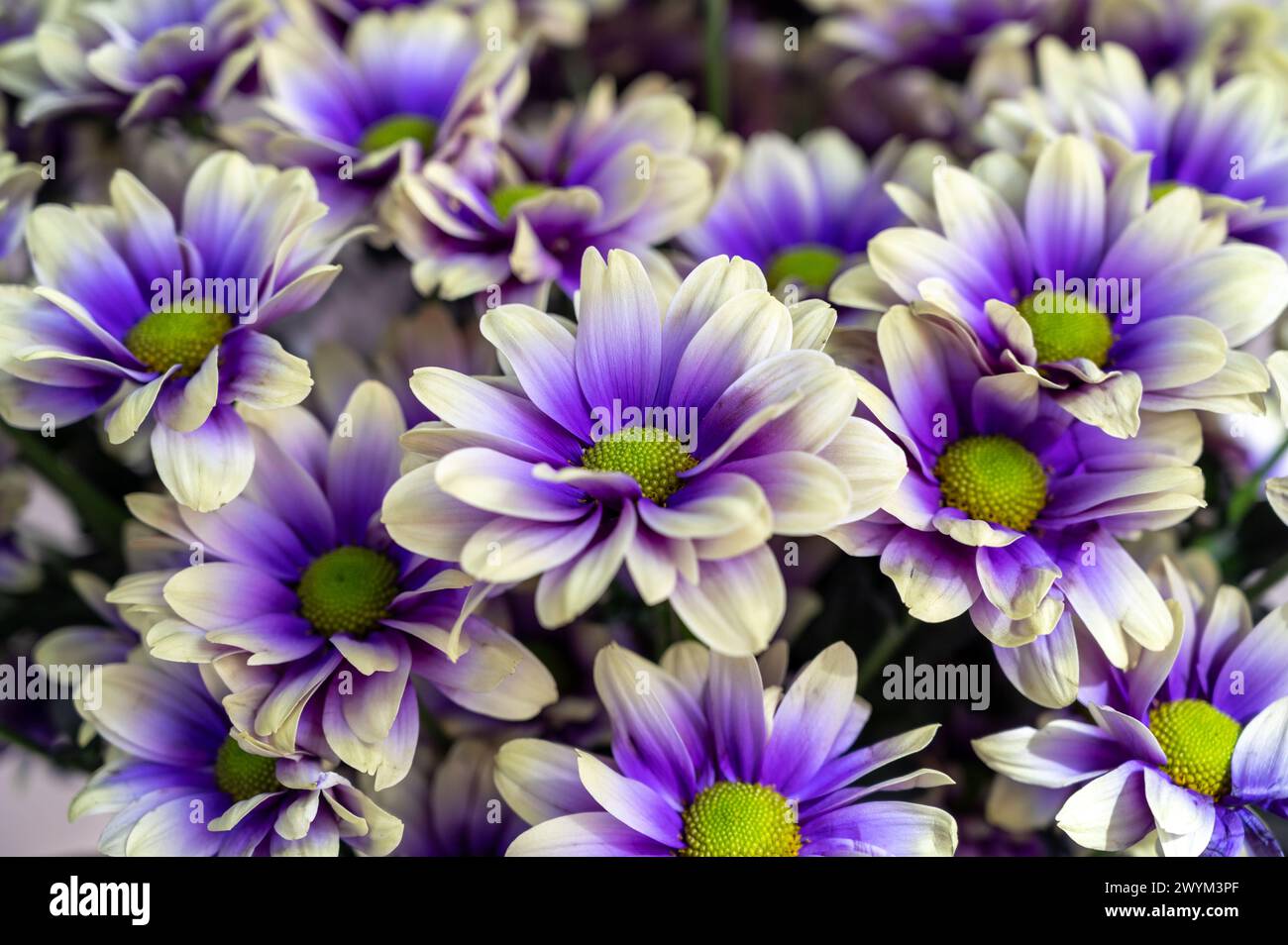 Colori pazzeschi i fiori del crisantemo crescono nella serra olandese, fiori freschi per negozi e aste consegna in tutto il mondo, primo piano Foto Stock