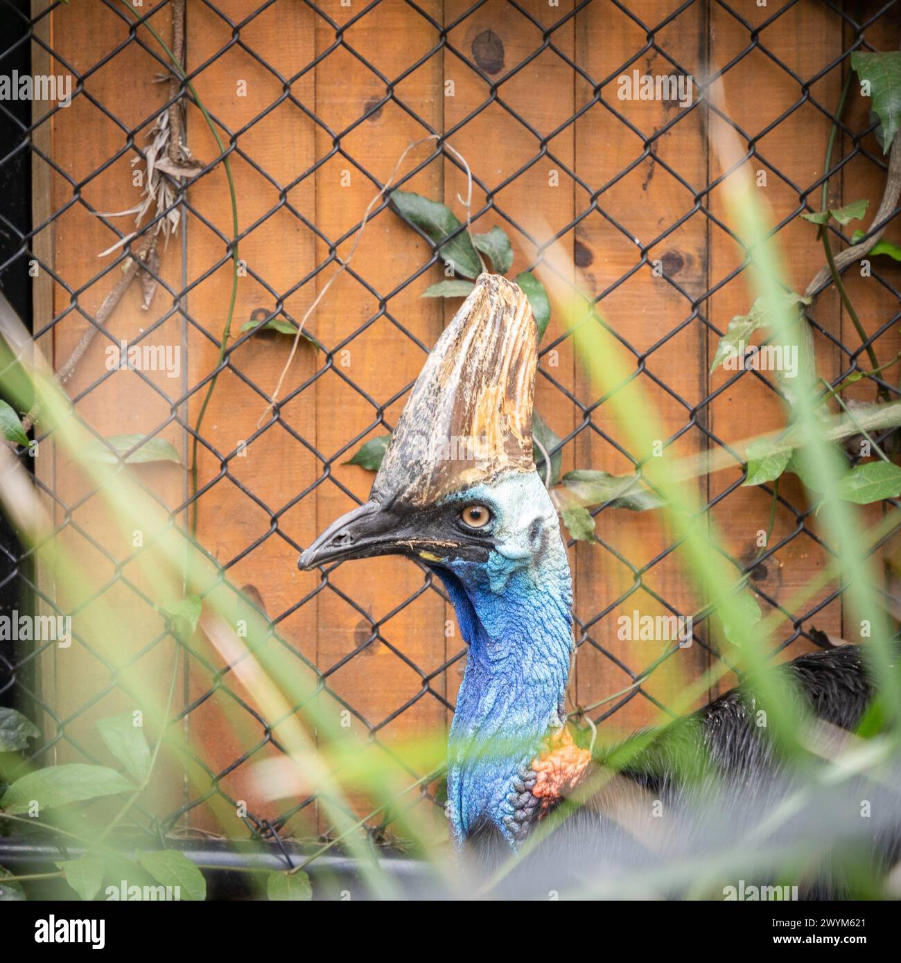 Colpo di testa di cassowary nascosto nel fogliame, fauna selvatica australiana. Foto Stock