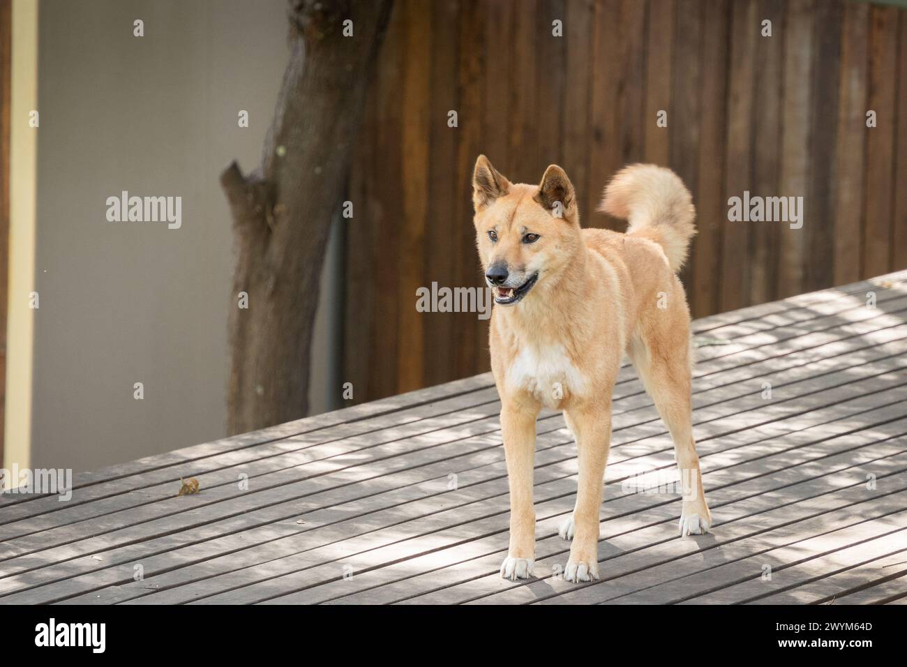 Cane da dingo arancione in piedi e fissante a distanza, fauna selvatica australiana. Foto Stock