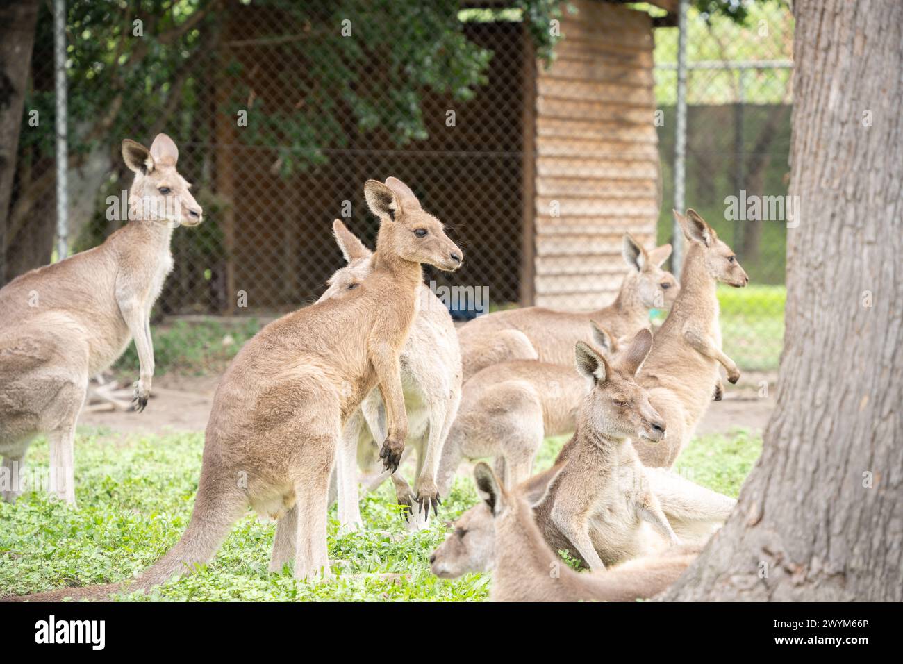 Gruppo di canguri che si rilassano e guardano in lontananza, la fauna selvatica australiana. Foto Stock