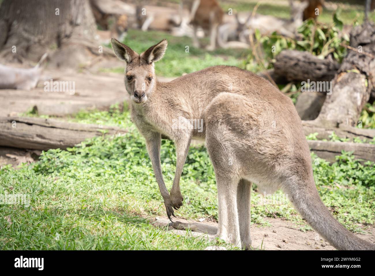 Canguro in piedi che controlla il suo ambiente, la fauna selvatica australiana. Foto Stock