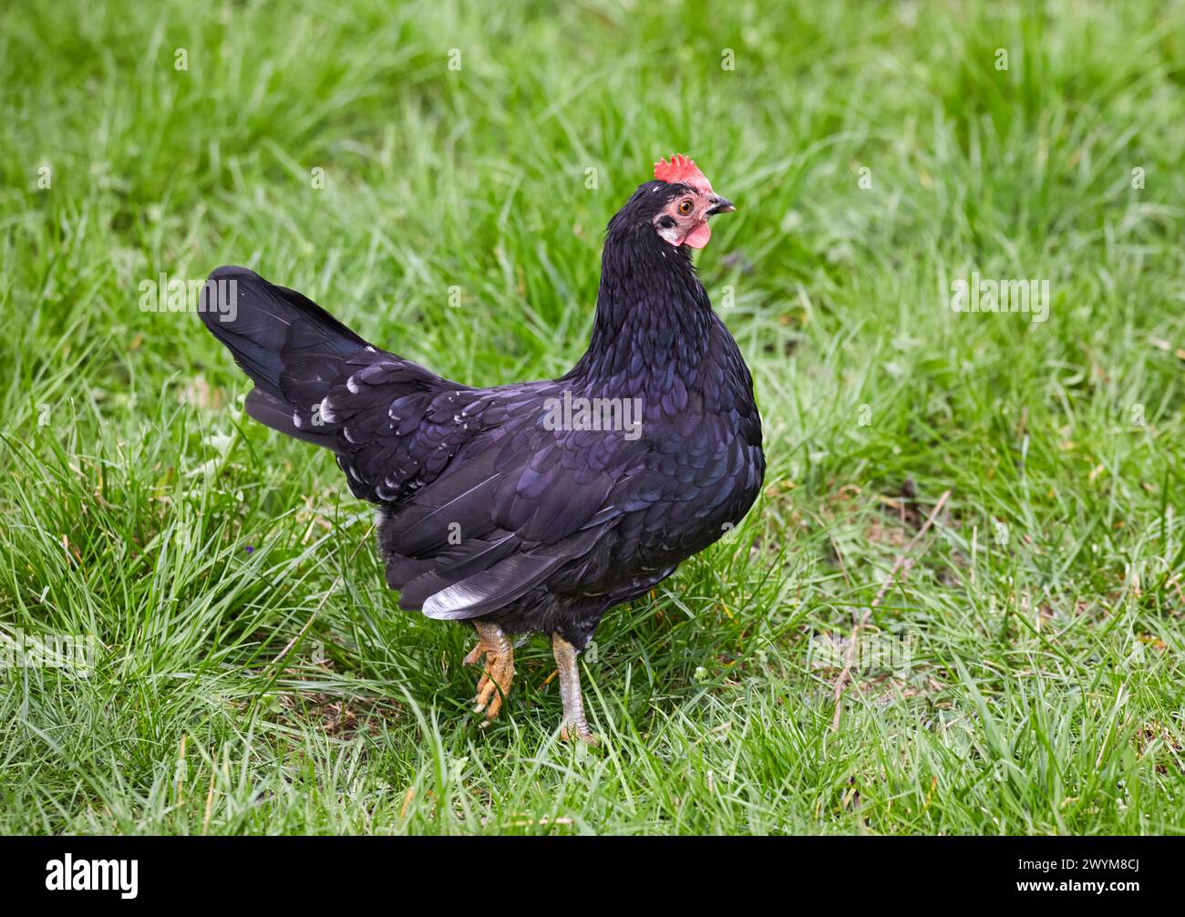 Immagine di gallina nera di uccello piumato domestico su erba verde Foto Stock