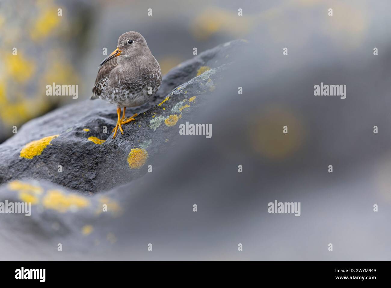 sandpiper viola (Calidris maritima) che riposa sulle rocce lungo la costa. Foto Stock