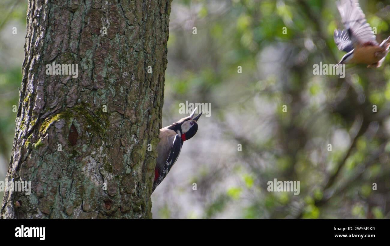 Dendrocopos Major aka Great Spotted Woodpecker maschio ha trovato il nido di Sitta europaea aka eurasian nuthatch e il nuthatch lo sta attaccando. Natura crudele Foto Stock