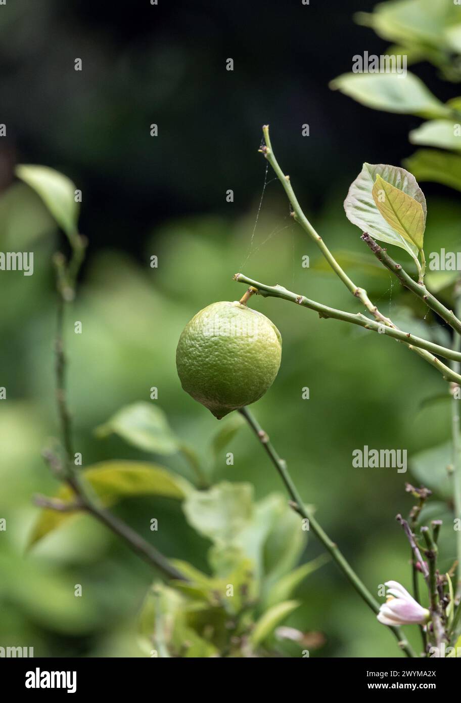 Agrumi aurantiifolia, limone verde tiglio che si consegna su un ramo di cespuglio. Tiglio, frutto di una pianta di agrumi da vicino. tempo di raccolta. Il giardino del Sudafrica planta Foto Stock
