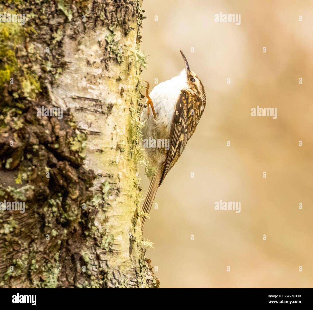 Uccello crespo che cerca cibo nella corteccia di un tronco di un albero Foto Stock