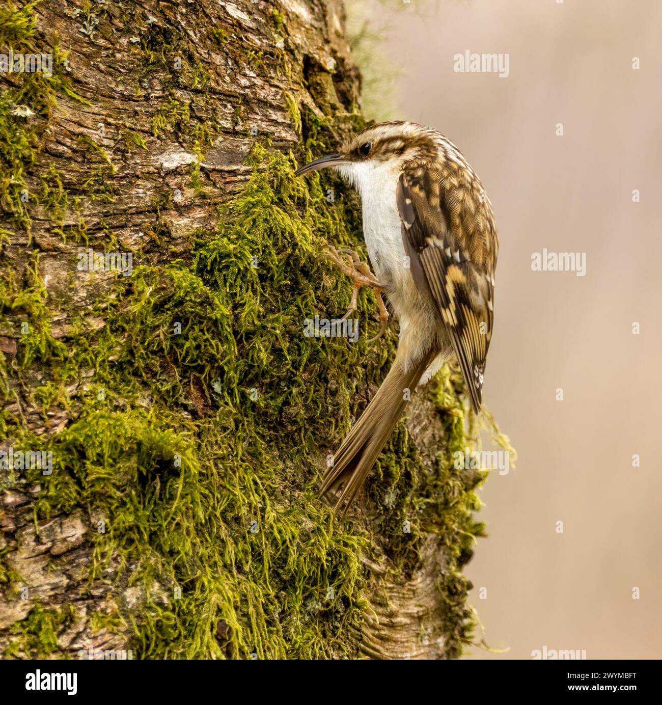 Uccello crespo che cerca cibo nella corteccia di un tronco di un albero Foto Stock