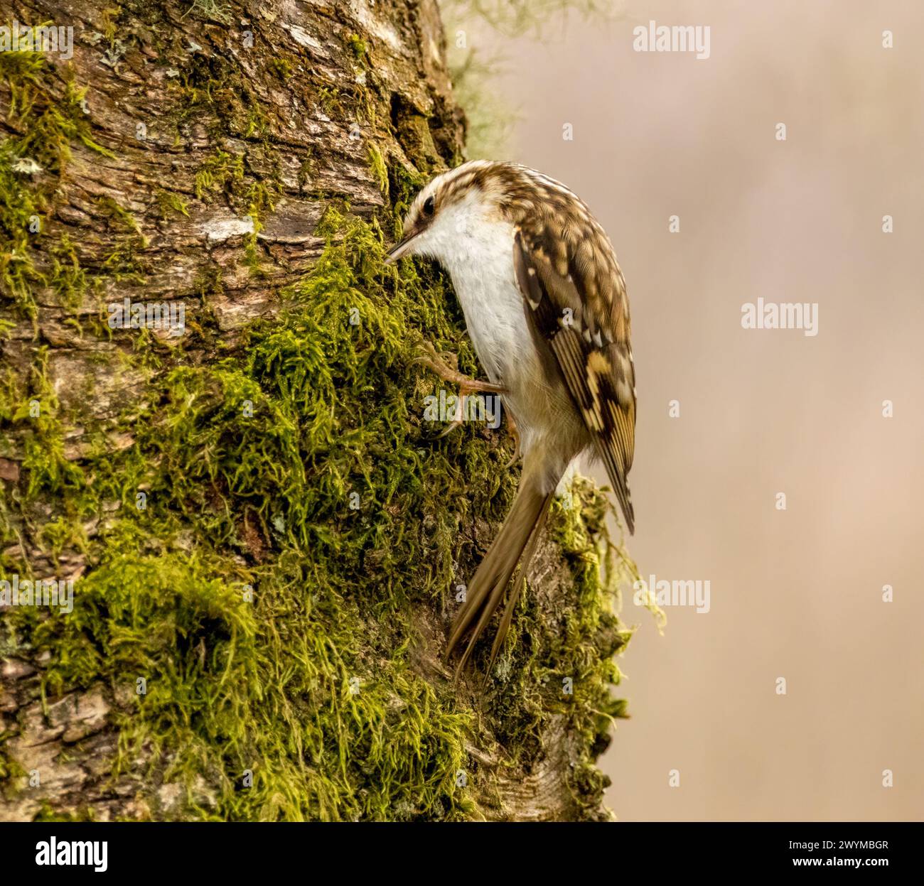 Uccello crespo che cerca cibo nella corteccia di un tronco di un albero Foto Stock