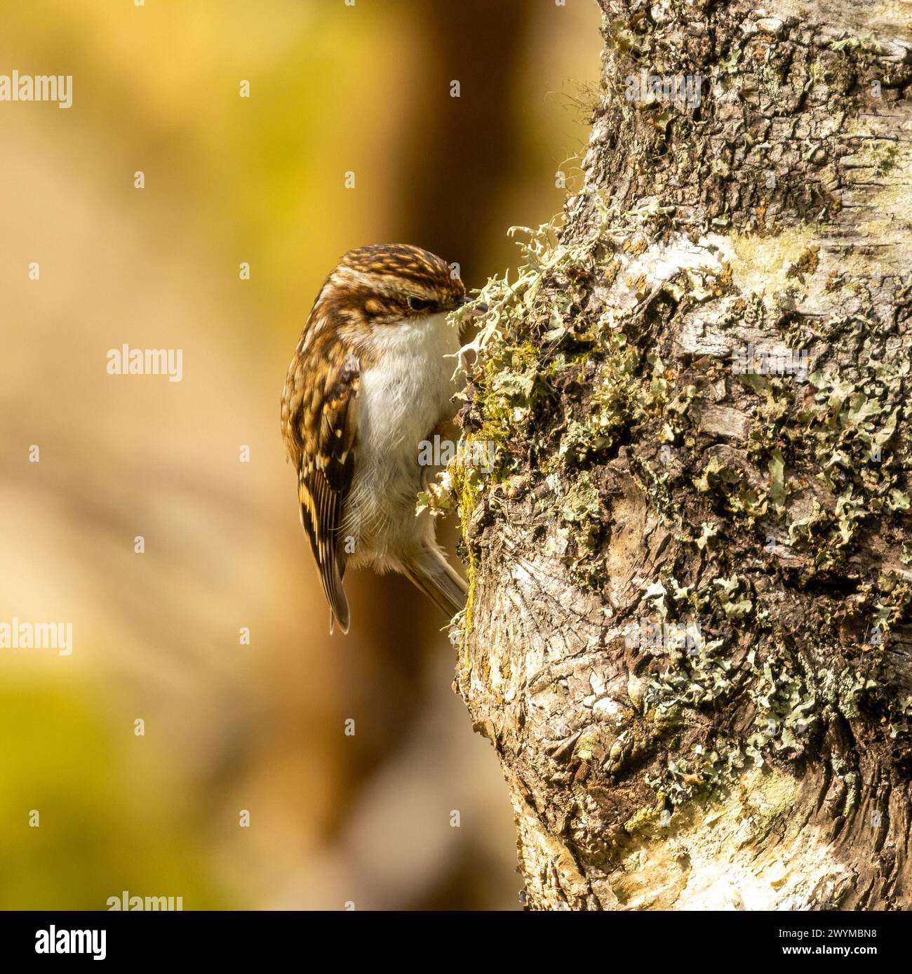 Uccello crespo che cerca cibo nella corteccia di un tronco di un albero Foto Stock