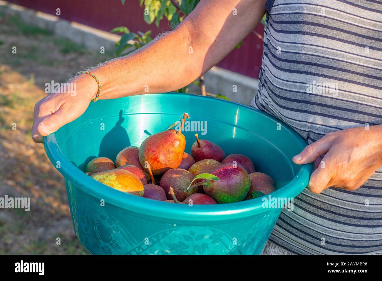 Un contadino tiene in mano un cesto di pere mature raccolte in un frutteto. Coltivazione e raccolta della frutta. Foto Stock
