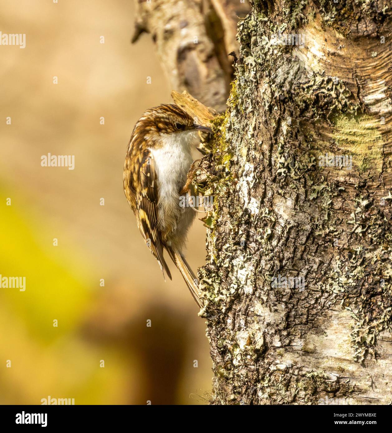 Uccello crespo che cerca cibo nella corteccia di un tronco di un albero Foto Stock