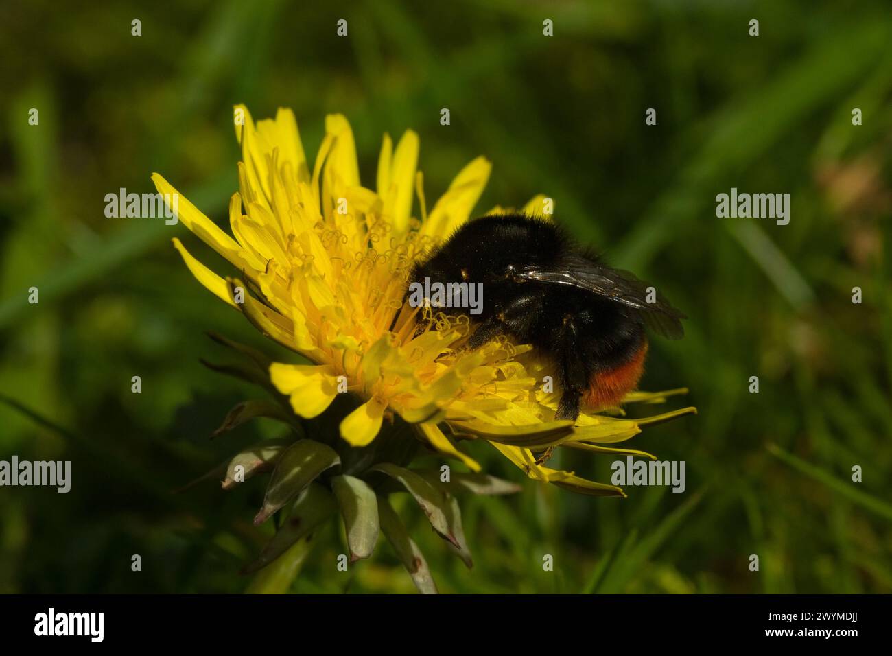 bumblebee dalla coda rossa, probabilmente una regina, su un dente di leone Foto Stock