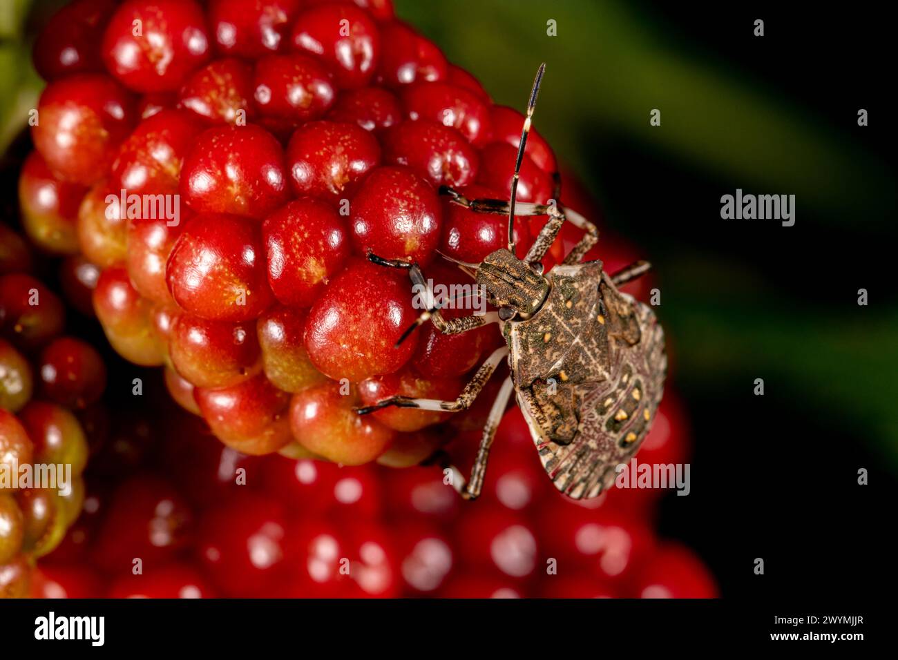 Marrone marmorato puzzolente che mangia frutta mora in giardino. Insetti agricoli, controllo dei parassiti e concetto di giardinaggio. Foto Stock