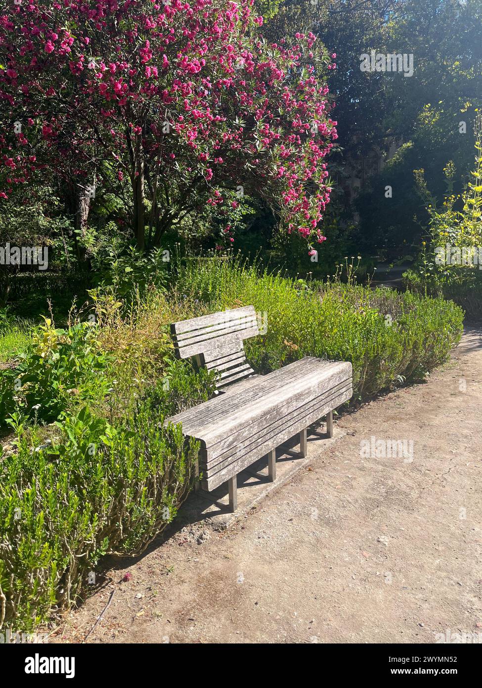 Lisbona, Portogallo, giardino botanico, zona Principe Real, stazione della metropolitana Avenida, piante esotiche, panca in legno, Museo Nazionale della Scienza e della storia naturale Foto Stock