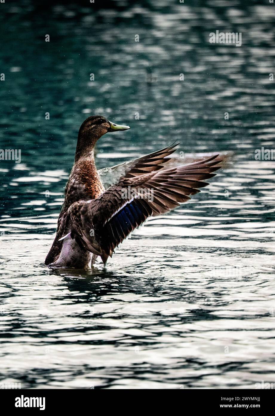 Anatra in uno stagno che sale e si asciuga dopo essere andato sott'acqua Foto Stock