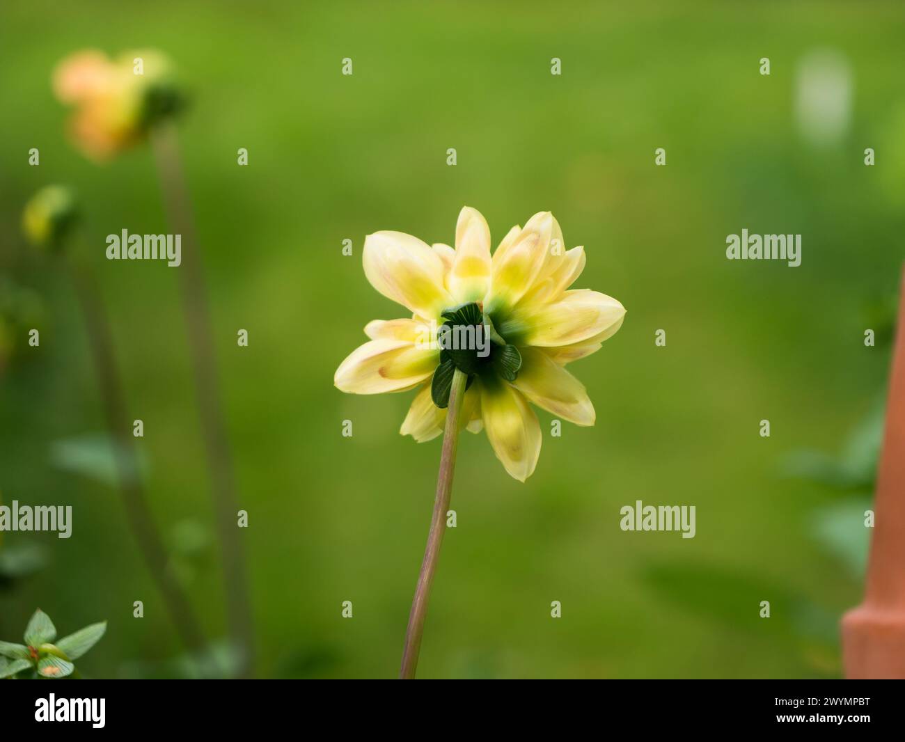 Il fiore giallo si adagia su uno sfondo verde che è fuori fuoco. Foto Stock