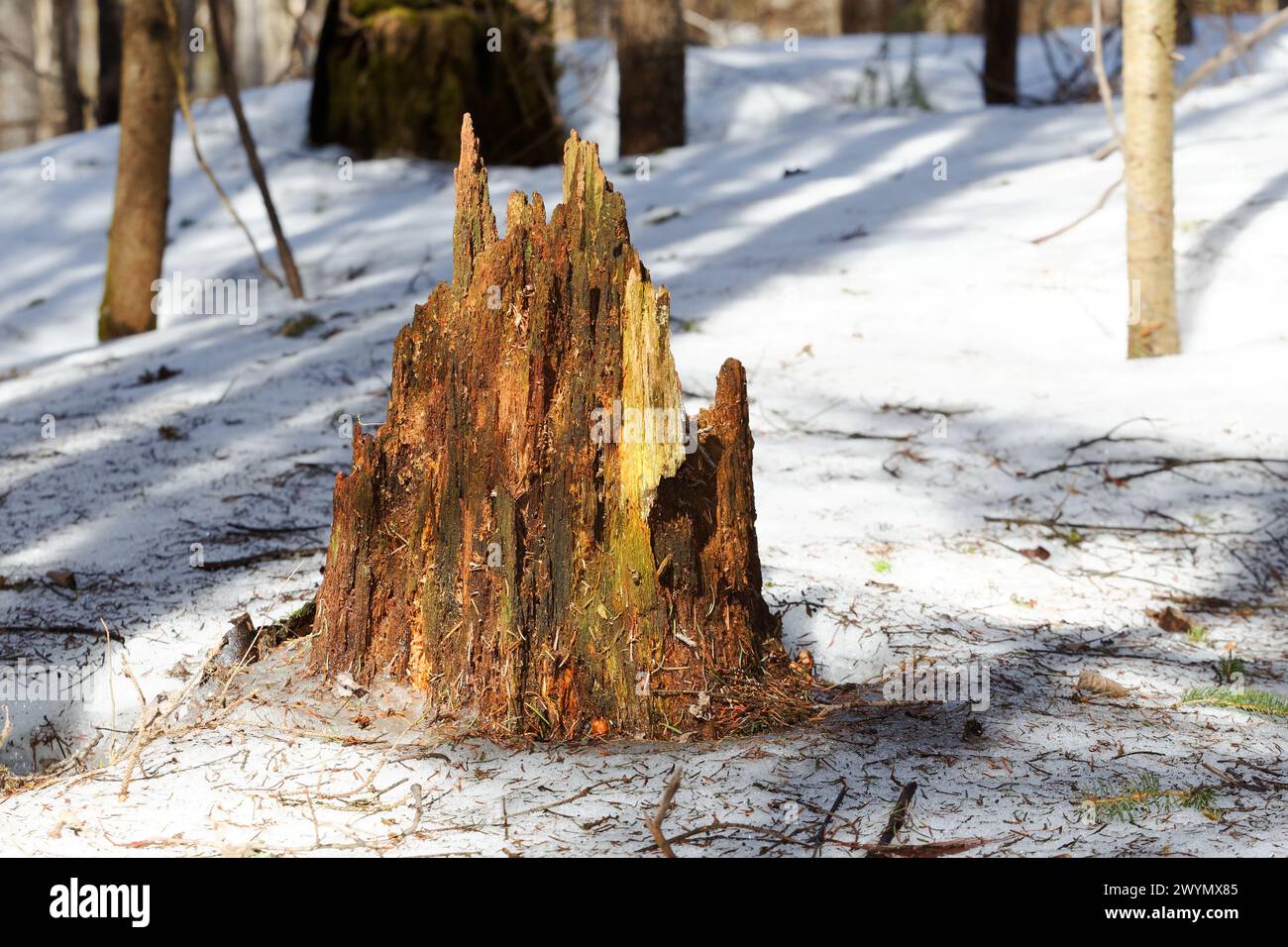 Decomposizione del ceppo d'albero nella foresta Foto Stock