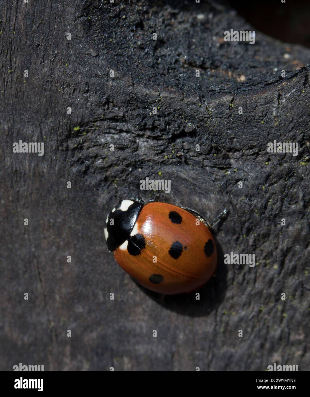 Orange 7 Spot Coccinella Seven Punctata Foto Stock