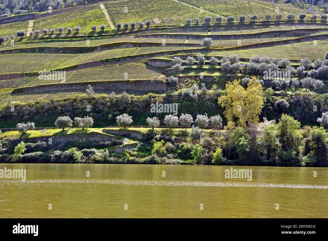 Il fiume Douro e i vigneti terrazzati a Pinhao, Portogallo Foto Stock
