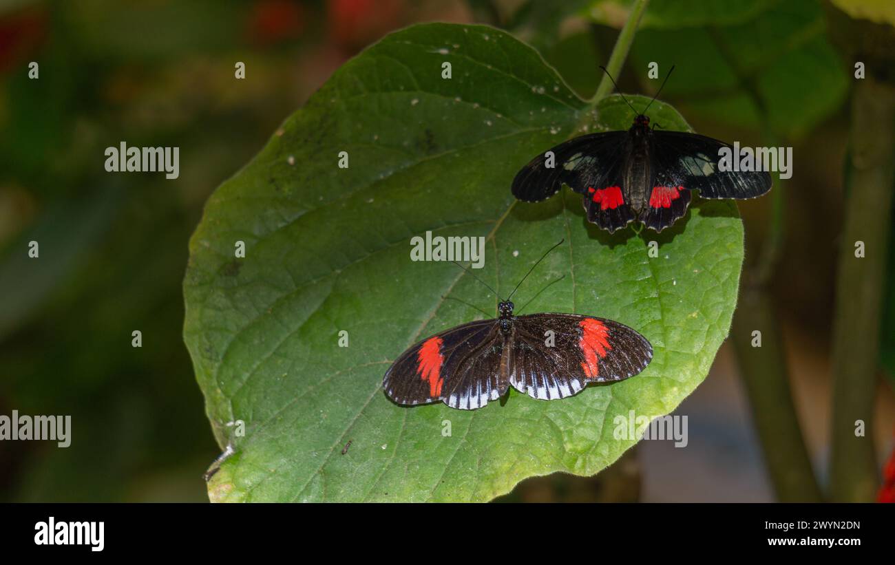 Colorata farfalla Postman, sfondo a foglia verde Foto Stock