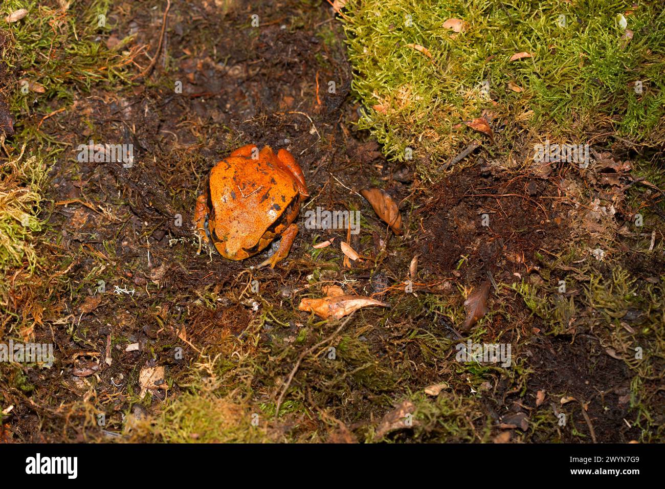 (Dyscophus Antongilii) in natura, rana di pomodoro arancione Madagascar, Dyscophus antongilii, camminando per terra. grande rana rossa-arancione su sfondo Foto Stock