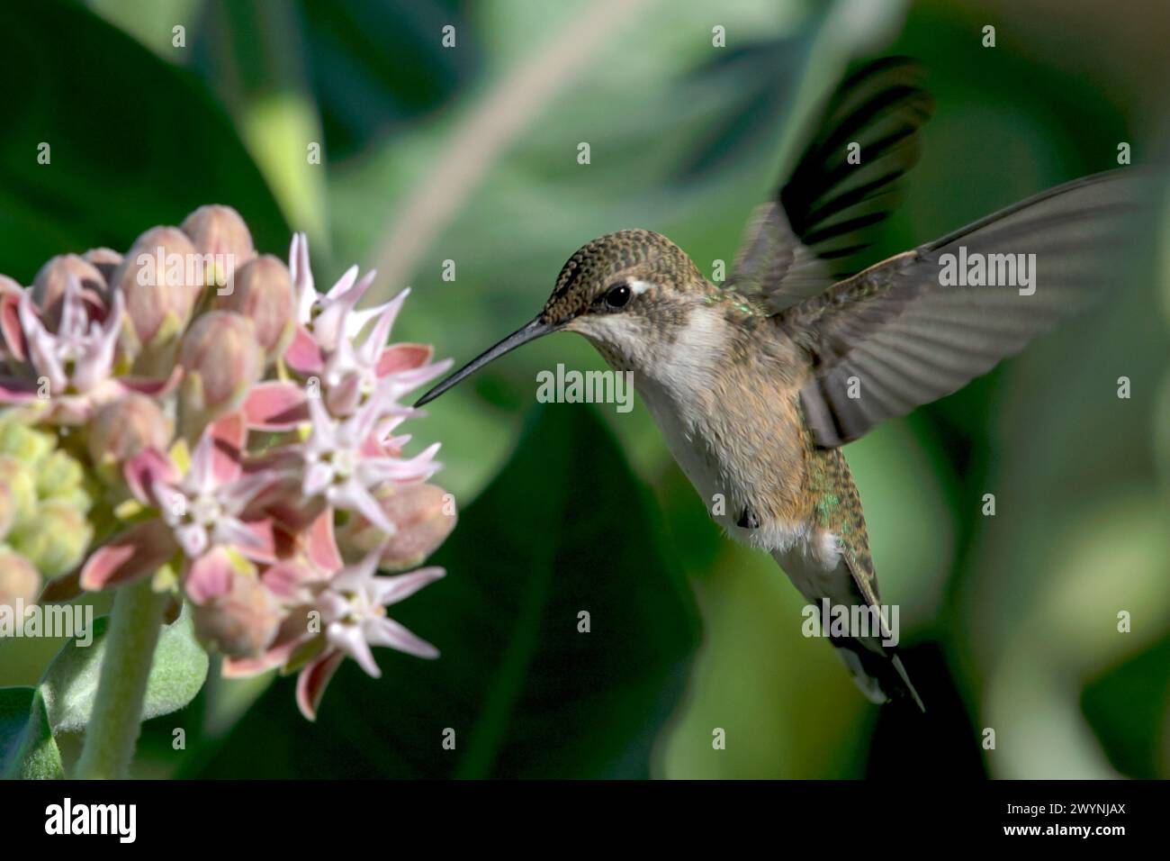 Hummingbird dalla tinta nera in volo nell'Eagle Island State Park, Idaho Foto Stock