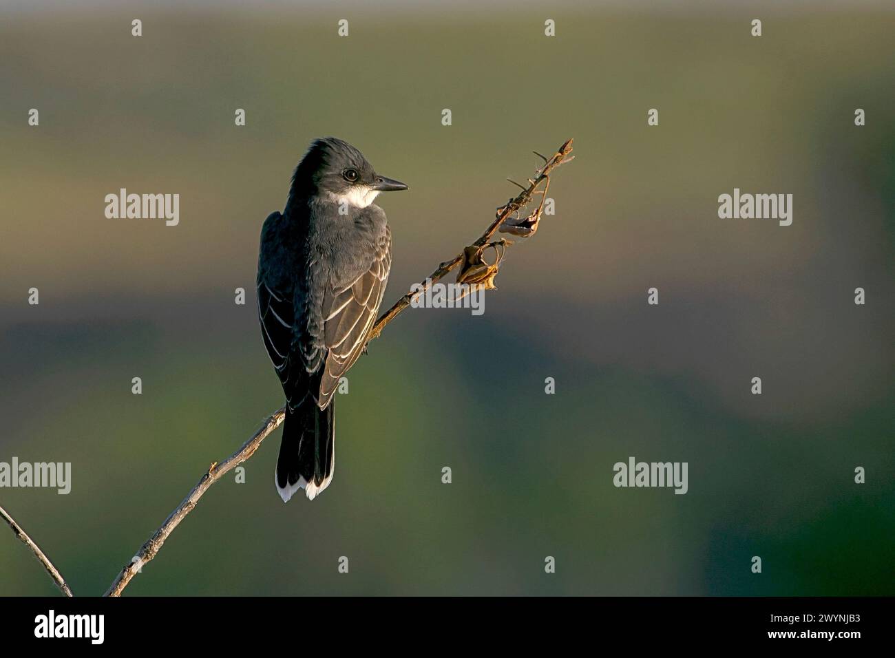 Kingbird orientale lungo il fiume Boise, Idaho Foto Stock