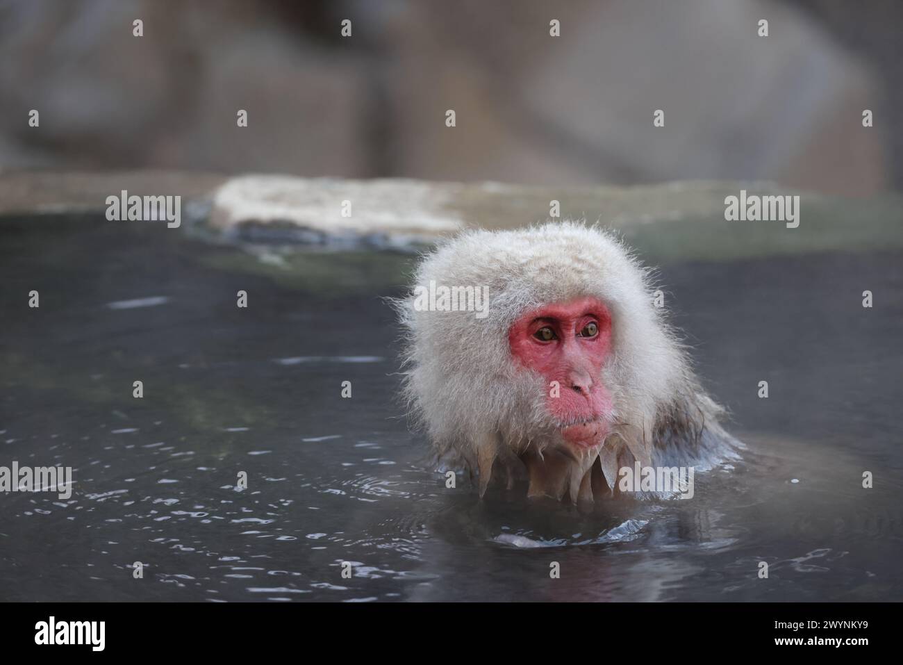 Il macaco giapponese (Macaca fuscata), noto anche come scimmia delle nevi, è una specie di scimmia terrestre del Vecchio mondo originaria del Giappone. Foto Stock