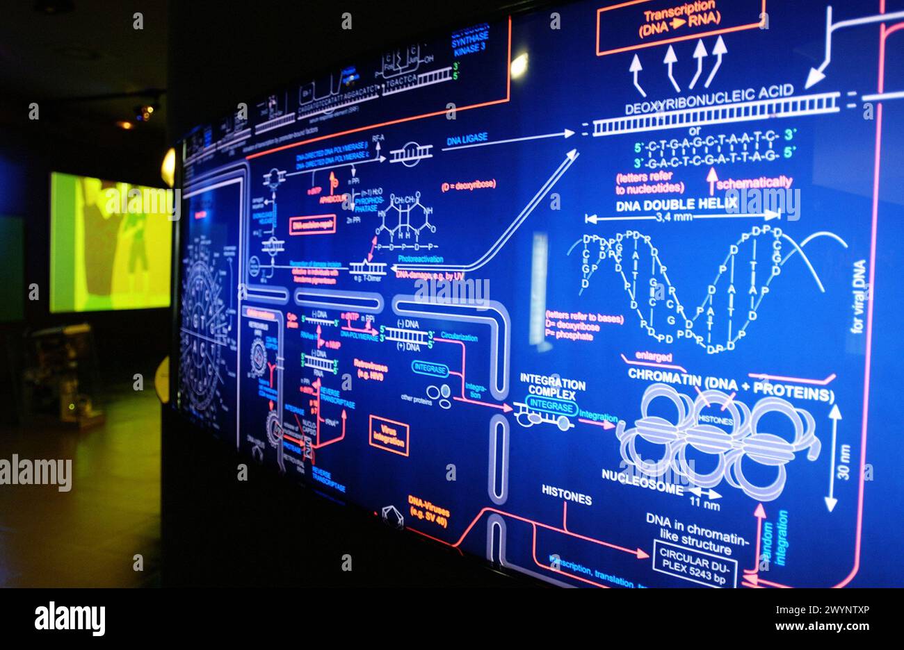 Algoritmi genetici. Museo Miramon Kutxaespacio de la Ciencia. San Sebastian. Spagna. Foto Stock