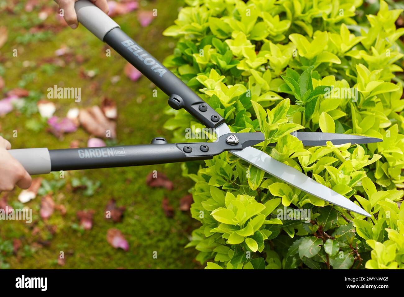 Tagliasiepi, strumento Mano, giardino, potatura giardiniere bush. Foto Stock