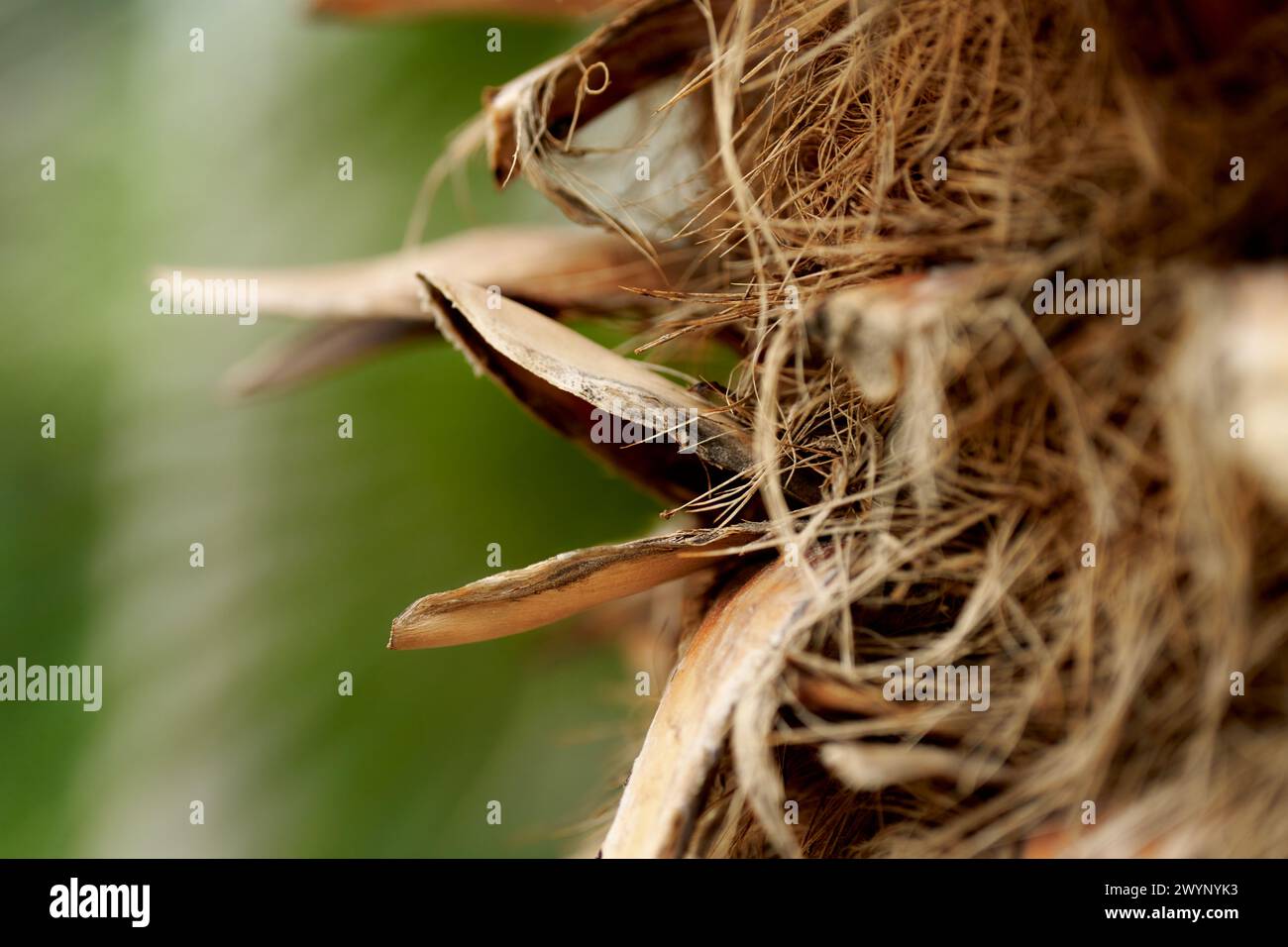 Primo piano su Palm Bark Foto Stock