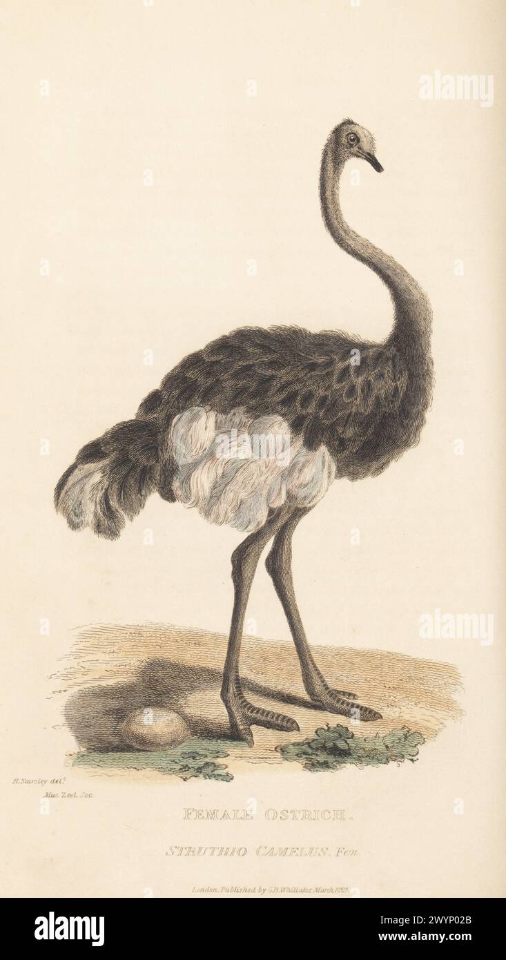 Struzzo femminile, Struthio camelus, fem. Da un esemplare nel museo della Zoological Society, Londra. Incisione in rame colorato a mano dopo un'illustrazione di H. Kearsley da The Animal Kingdom di Edward Griffith del barone Cuvier, Londra, Whittaker, 1829. Foto Stock