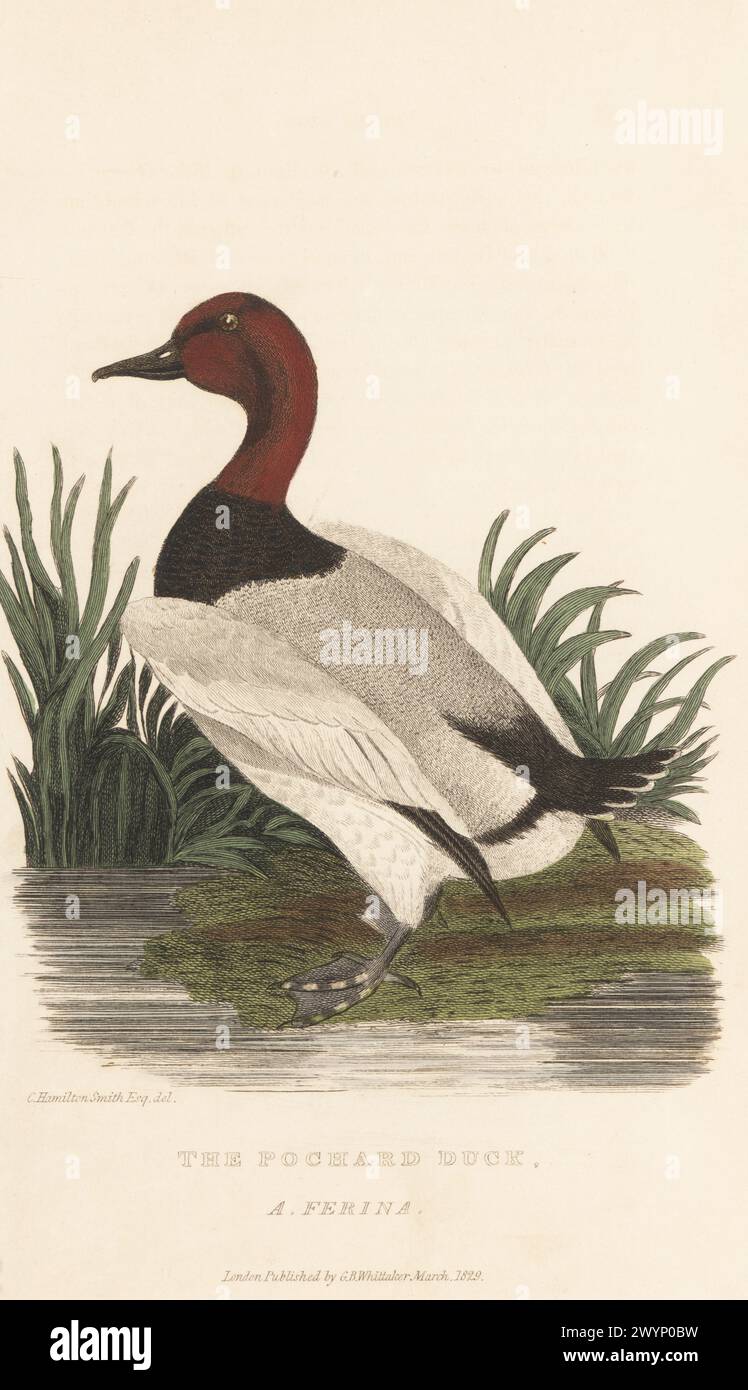 Frutteto comune, Aythya ferina. Nativo del fiume Hawkesbury, nuovo Galles del Sud, Australia. L'anatra da frutteto, Anas ferina. Incisione in rame colorata a mano dopo un'illustrazione di Charles Hamilton Smith da The Animal Kingdom di Edward Griffith del Barone Cuvier, Londra, Whittaker, 1830. Foto Stock