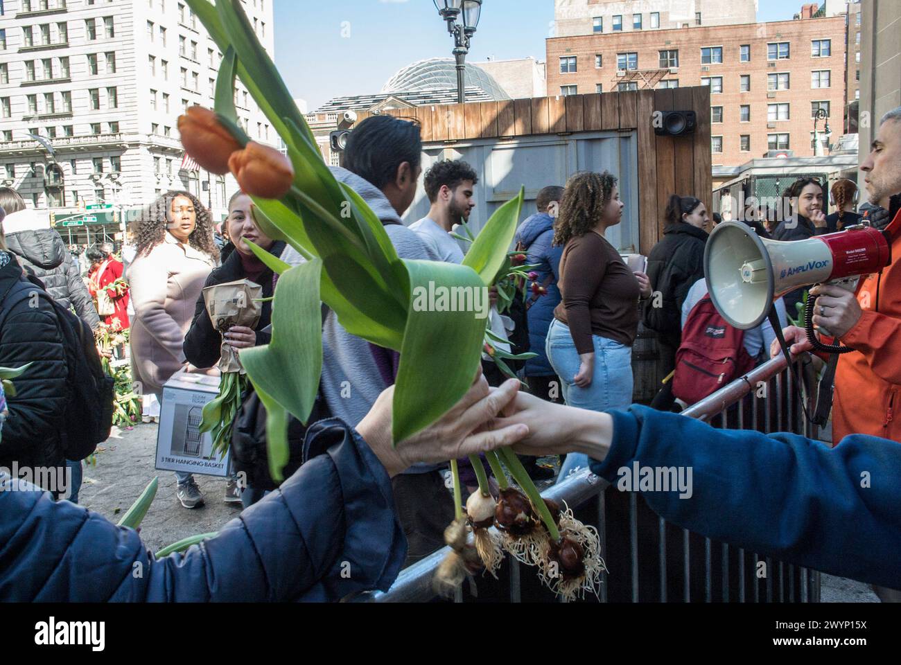 7 aprile 2024, New York City, New York, Stati Uniti: Le persone partecipano all'evento Tulip Day New York City a Union Square Park, dove è stato permesso ai partecipanti di eash. Prendere dieci tulipani gratuitamente. (Credit Image: © Billy Tompkins/ZUMA Press Wire) SOLO PER USO EDITORIALE! Non per USO commerciale! Foto Stock