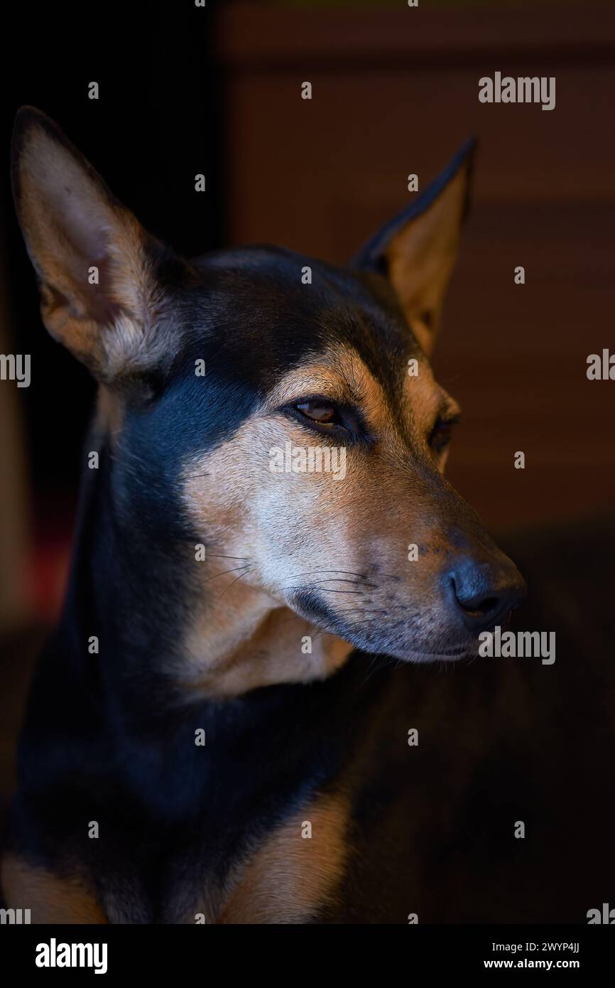 La mongrel randagio ha salvato il cane tailandese triste faccia scura Foto Stock
