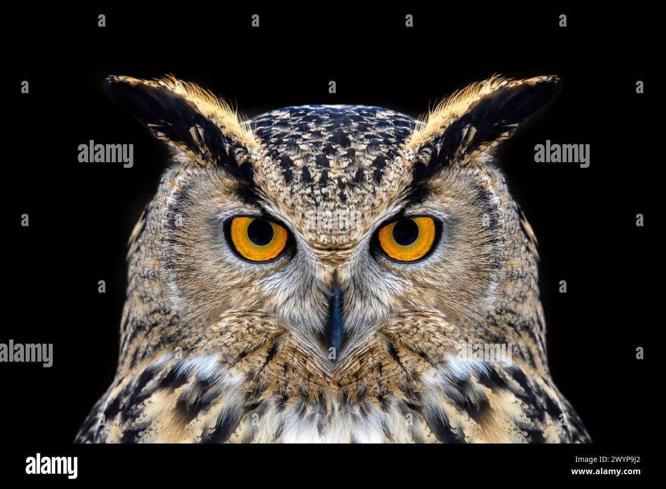 OWL guardare grandi occhi fuori dal buio in primo piano Foto Stock