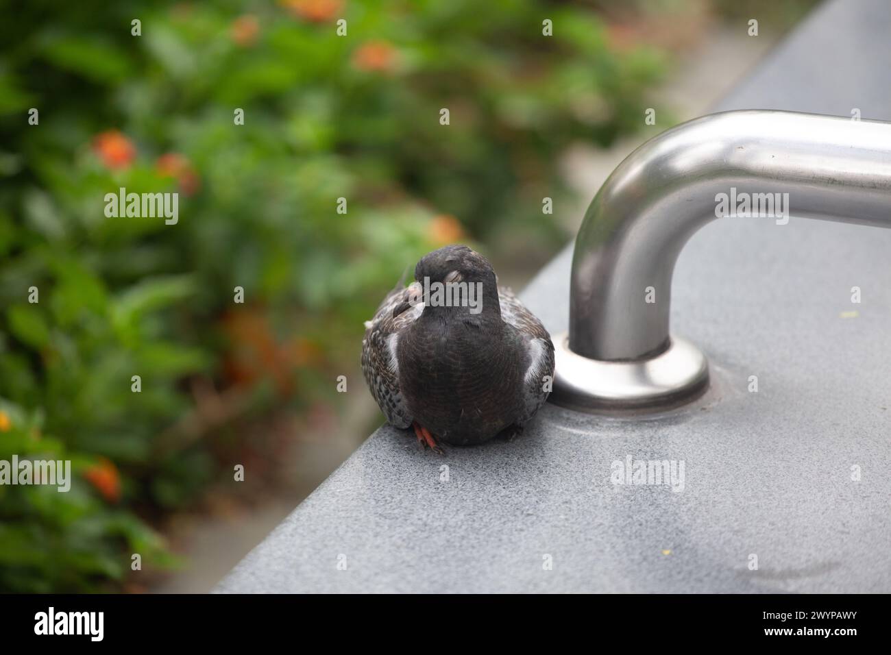 La colomba di roccia stanca chiude l'occhio, si stende e si appoggia sul bordo della panchina. Si possono trovare in tutta Singapore, comunemente visti in zone residenziali. Foto Stock