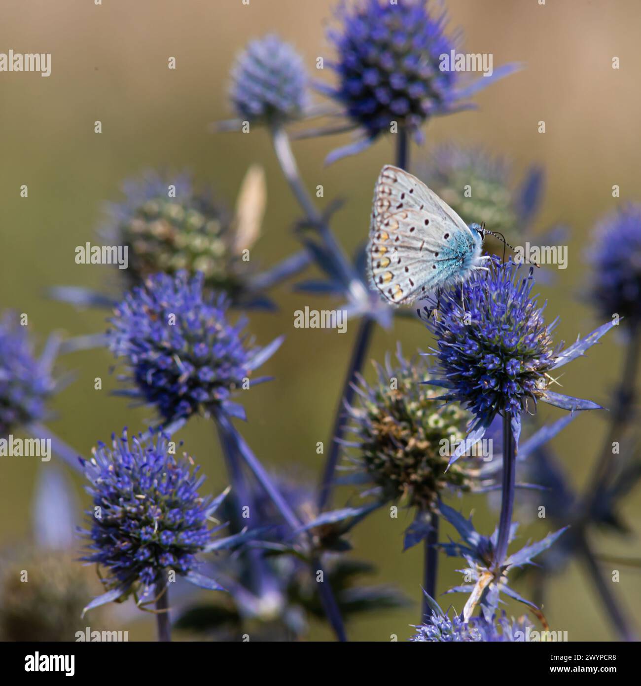 Fiore spiky. Fiori di cardo blu, Eryngium planum, eryngo blu. Cardi selvatiche viola fiorite. Farfalla blu su un fiore blu pungente. Foto Stock