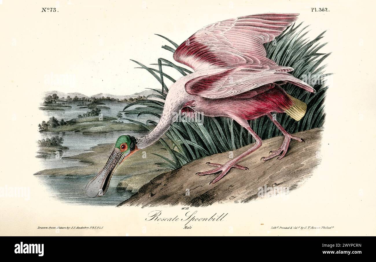 Roseate Spoonbill male, illustrato da J.J. Audubon da Birds of America, Philadelphia, 1840. Descrizione naturalistica dettagliata nell'habitat delle zone umide. Foto Stock
