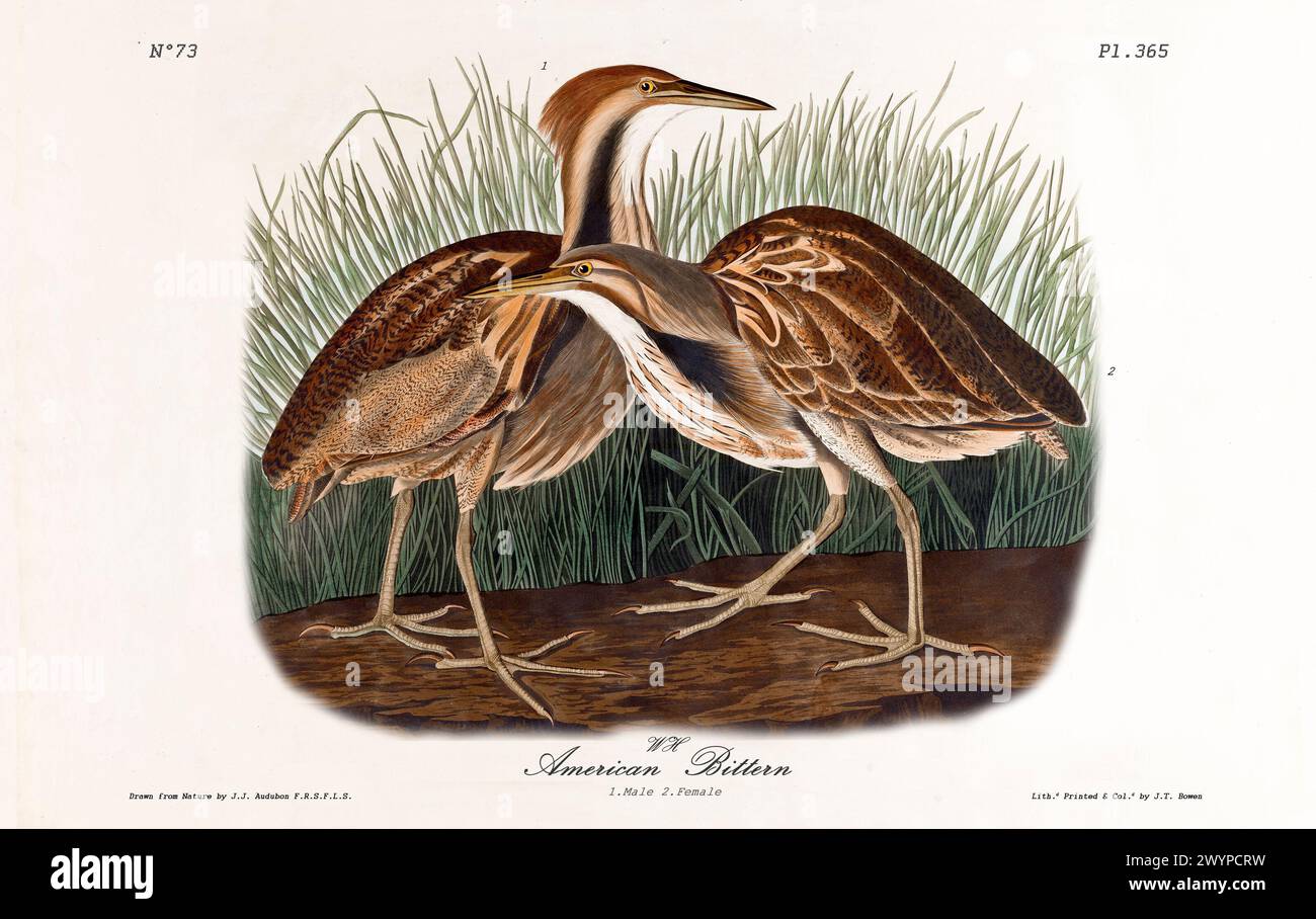 American Bittern, maschio e femmina, illustrato da J.J. Audubon di Birds of America, Philadelphia, 1840. Descrizione dettagliata nell'habitat paludoso. Foto Stock