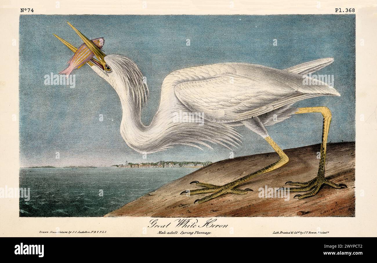 Vecchia illustrazione incisa del grande airone bianco (Ardea herodias). Di J.J. Audubon: Birds of America, Philadelphia, 1840 Foto Stock