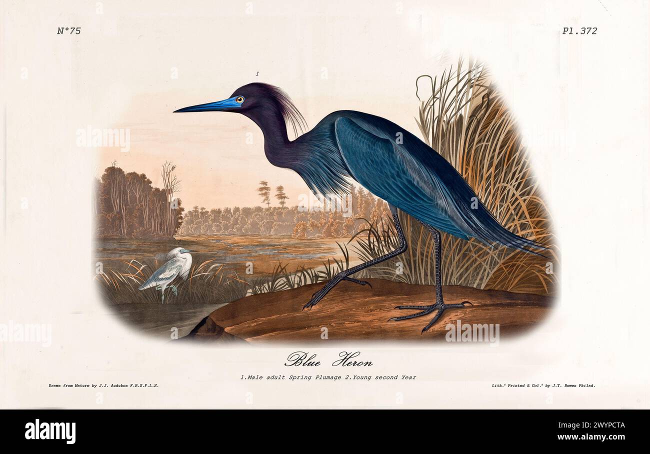 Il Blue Heron, in una vivace piuma primaverile, sorge in un paesaggio paludoso con giovani nelle vicinanze. Di J.J. Audubon: Birds of America, Philadelphia, 1840 Foto Stock