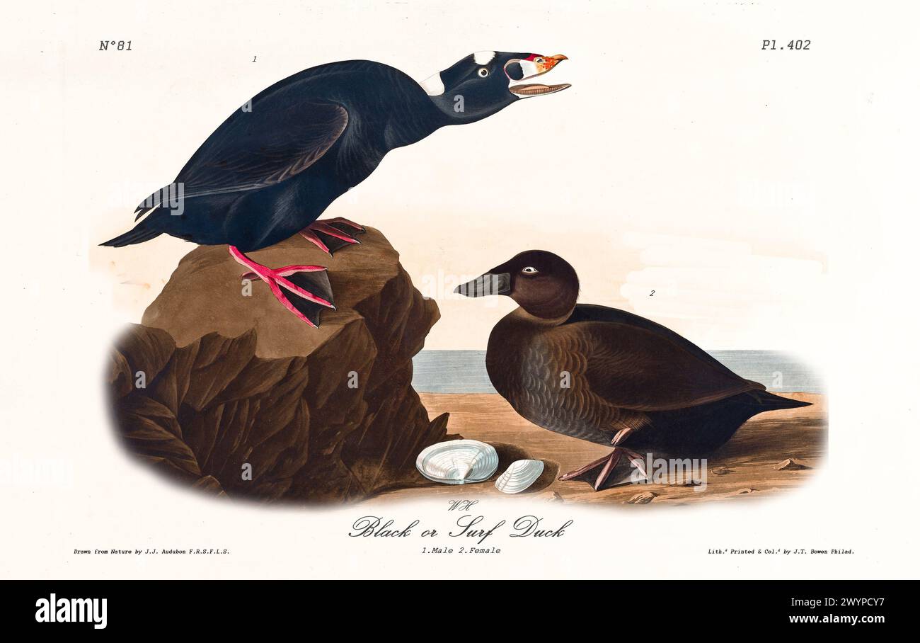 Coppia Black o Surf Duck vicino al mare, uomo con una splendida toppa bianca e un becco vivace. Di J.J. Audubon: Birds of America, Philadelphia, 1840 Foto Stock