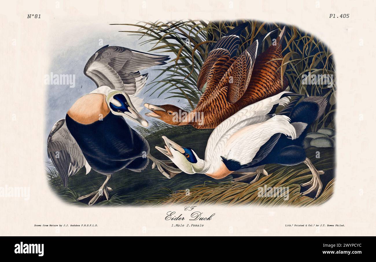 Due vivaci maschi e una femmina marrone Eider Ducks in mezzo alla vegetazione costiera, catturati in pose dinamiche. Di J.J. Audubon: Birds of America, 1840 Foto Stock