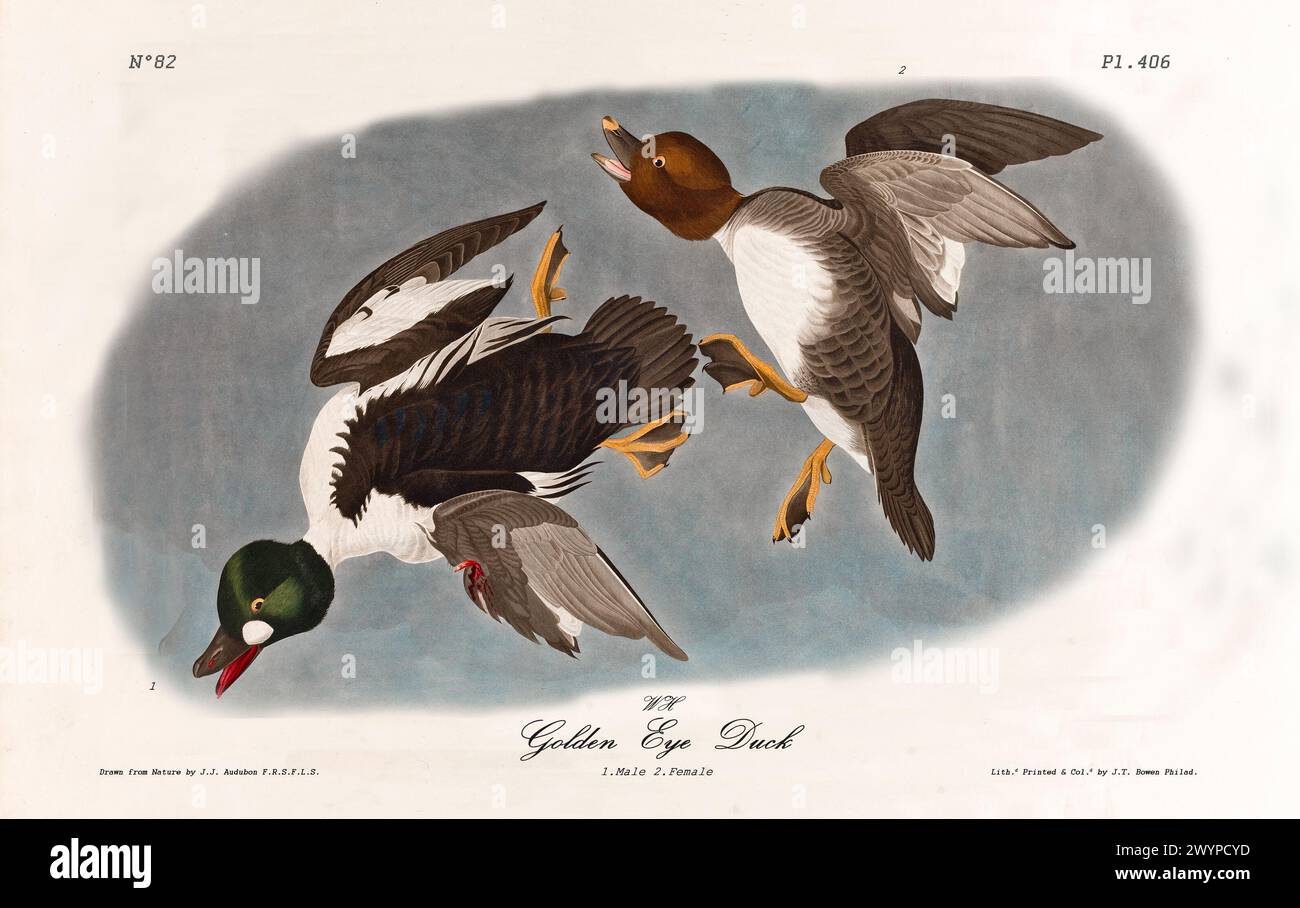 Golden Eye Ducks a metà volo sulle acque calme, con vividi piumaggio e movimento dinamico. Di J.J. Audubon: Birds of America, Philadelphia, 1840 Foto Stock