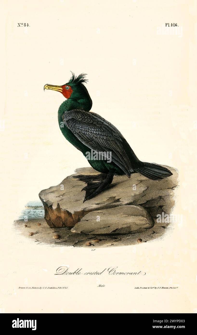 Cormorano maschio a doppia cresta che riposa sulla roccia costiera, piumaggio vivace e testa cresta. Di J.J. Audubon: Birds of America, Philadelphia, 1840 Foto Stock Cormorano maschio a doppia cresta che riposa sulla roccia costiera, piumaggio vivace e testa cresta. Di J.J. Audubon: Birds of America, Philadelphia, 1840 Foto Stock