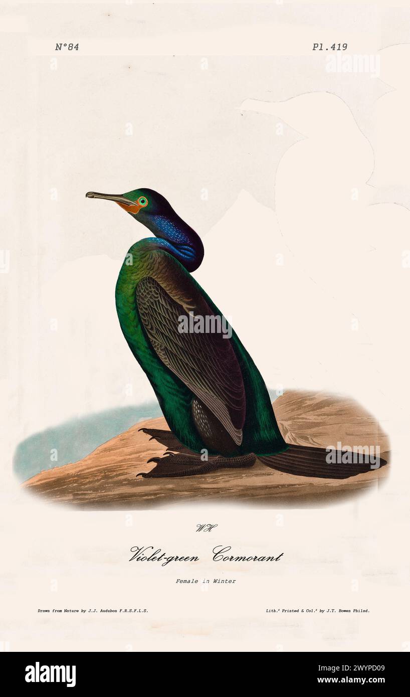 Cormorano di colore verde viola in inverno, arroccato su una costa rocciosa, che mostra un piumaggio vivido e iridescente. Di J.J. Audubon: Birds of America, Philadelphia Foto Stock