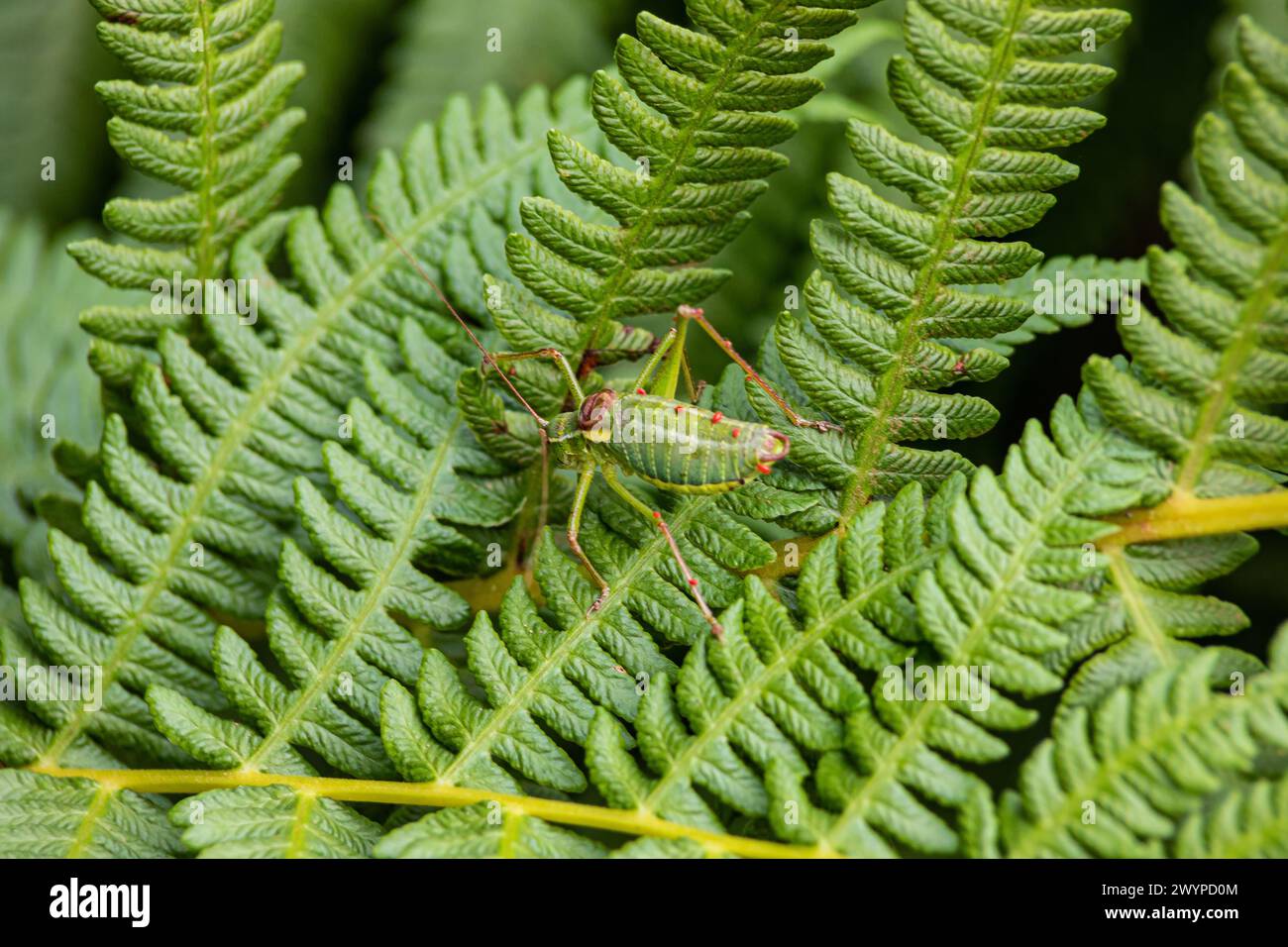 Steropleurus pseudolus Saddle Bush-cricket grande grasshopper senza ali verde. endemico. luce naturale Foto Stock